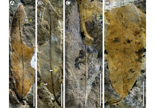 小小豆化石揭示西藏曾是北半球植物交流枢纽