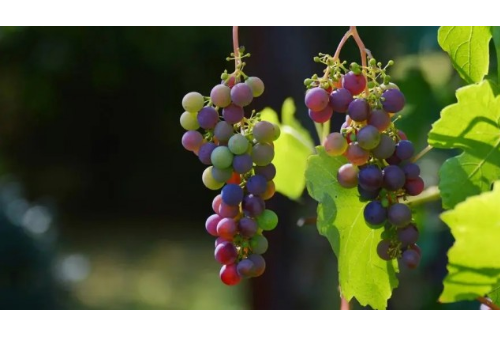 11000年前葡萄就已经被驯化